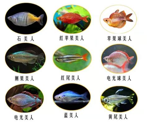 容易養的魚